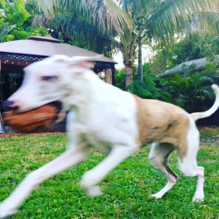 Great Dane puppy